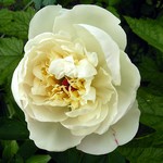 Photos Paeonia lactiflora